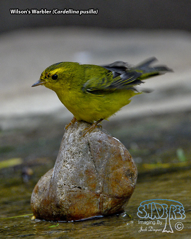 Wilson's Warbler - Cardellina pusilla