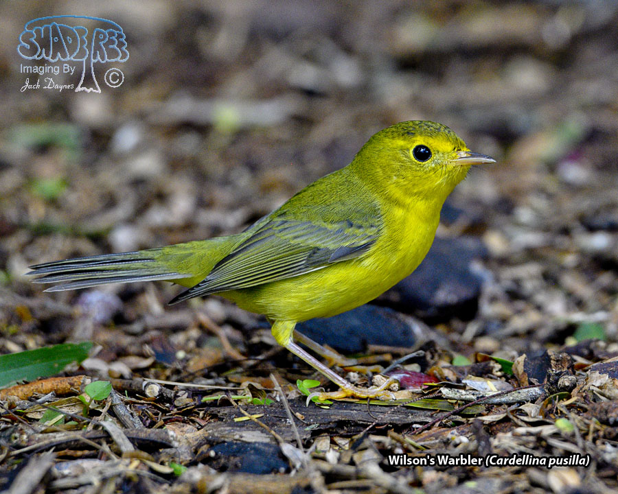 Wilson's Warbler - Cardellina pusilla