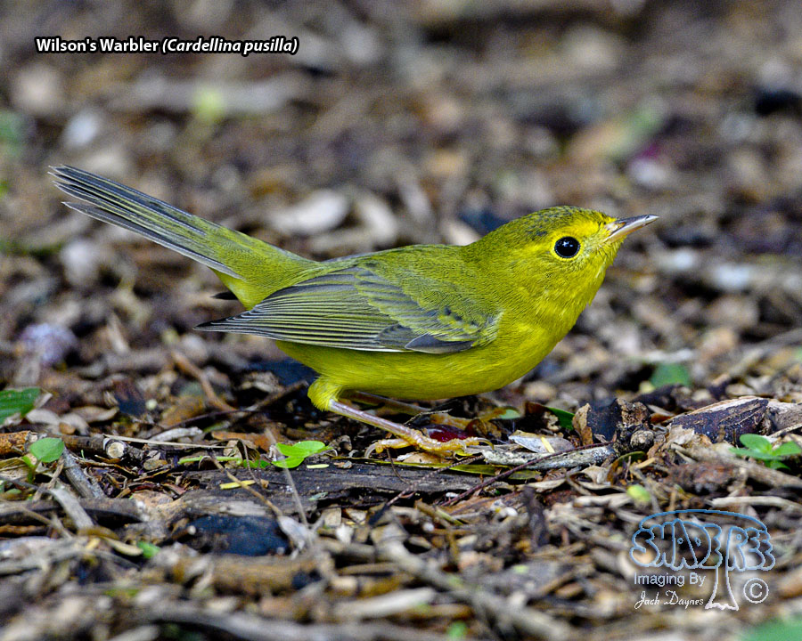 Wilson's Warbler - Cardellina pusilla