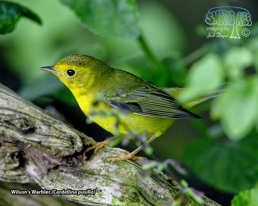 Wilson's Warbler - Cardellina pusilla