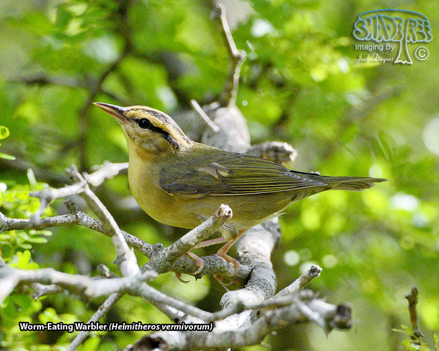 Worm-Eating Warbler - Helmitheros vermivorum