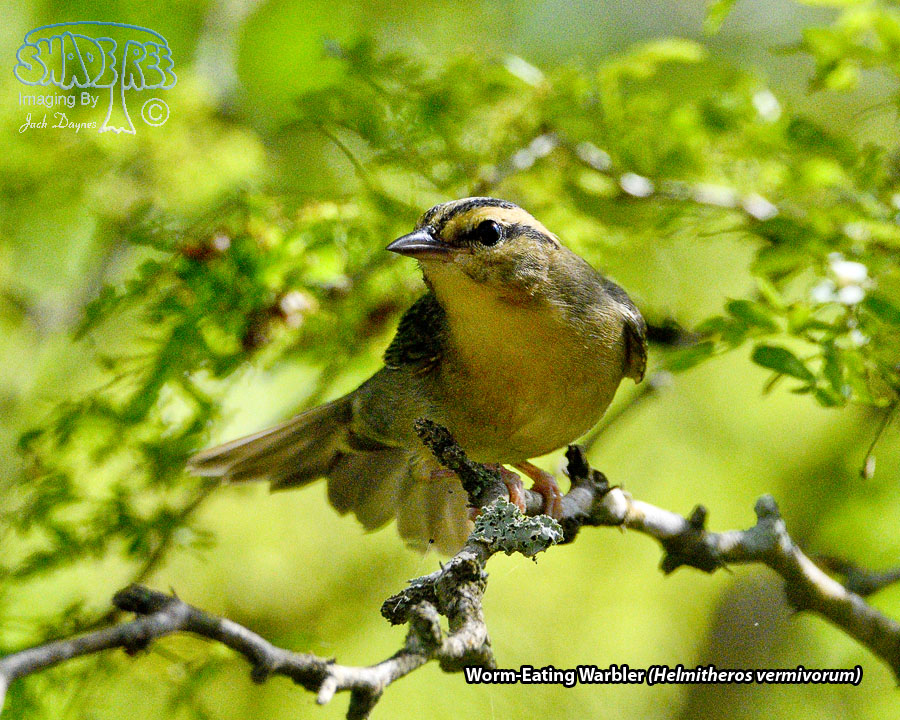 Worm-Eating Warbler - Helmitheros vermivorum