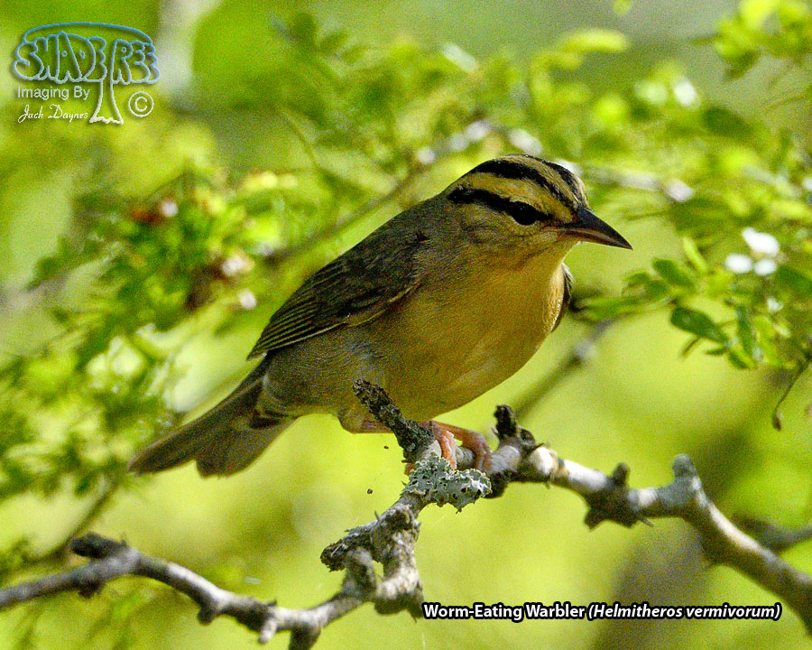 Worm-Eating Warbler - Helmitheros vermivorum