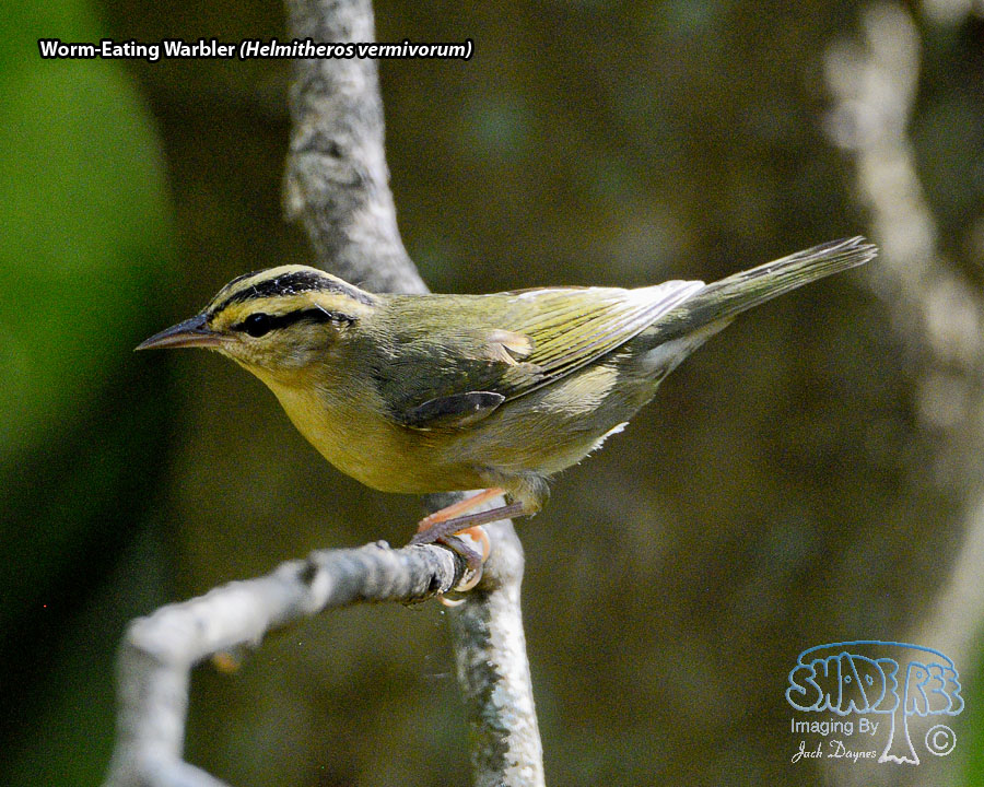 Worm-Eating Warbler - Helmitheros vermivorum