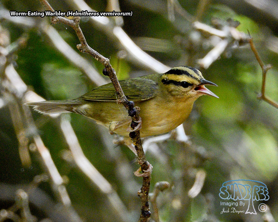 Worm-Eating Warbler - Helmitheros vermivorum