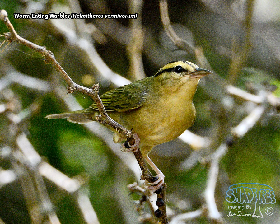 Worm-Eating Warbler - Helmitheros vermivorum