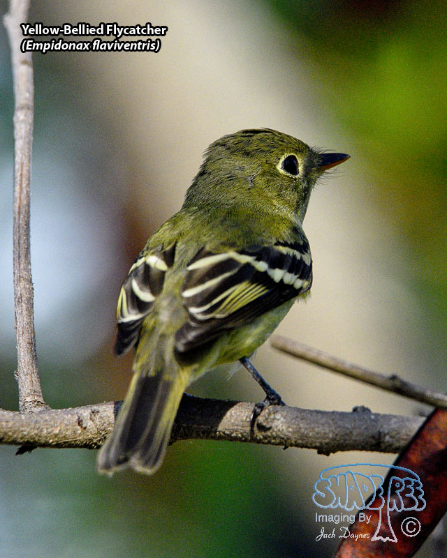 Yellow-Bellied Flycatcher - Empidonax flaviventris