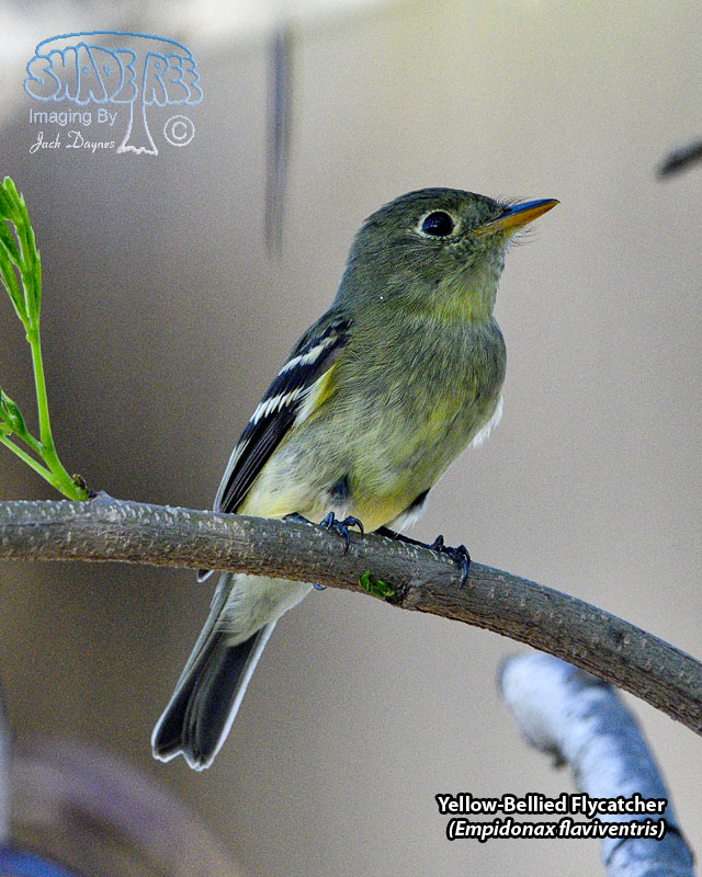 Yellow-Bellied Flycatcher - Empidonax flaviventris