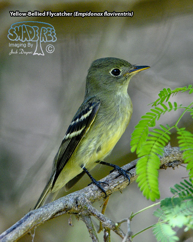 Yellow-Bellied Flycatcher - Empidonax flaviventris