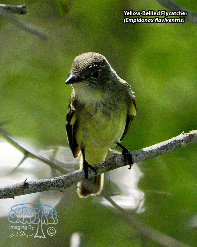 Yellow-Bellied Flycatcher - Empidonax flaviventris