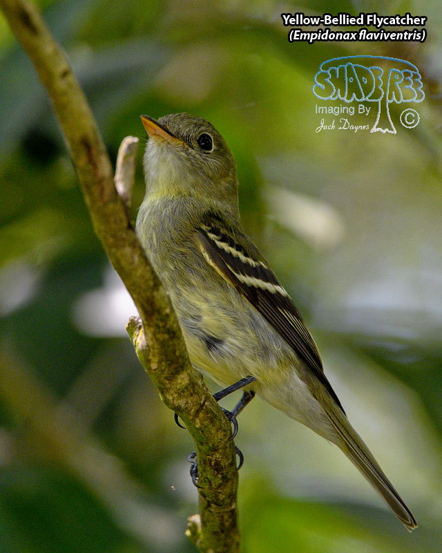 Yellow-Bellied Flycatcher - Empidonax flaviventris