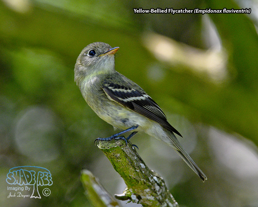 Yellow-Bellied Flycatcher - Empidonax flaviventris