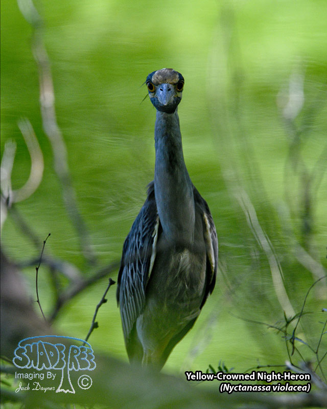 Yellow-Crowned Night-Heron - Nyctanassa violacea