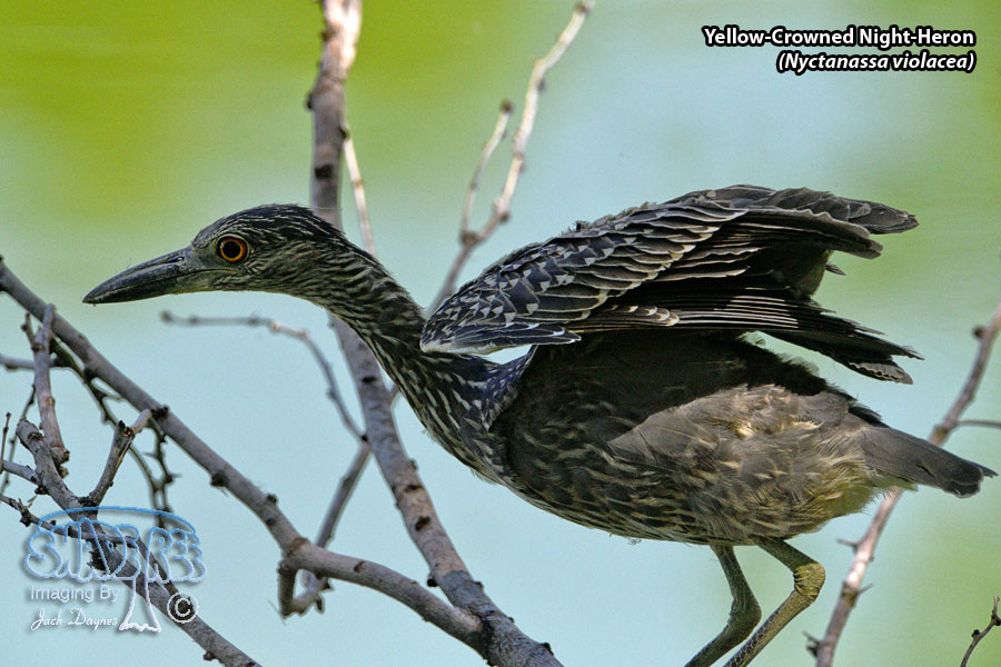 Yellow-Crowned Night-Heron - Nyctanassa violacea