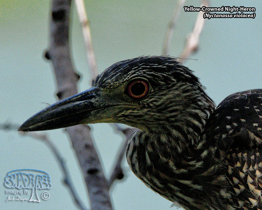 Yellow-Crowned Night-Heron - Nyctanassa violacea