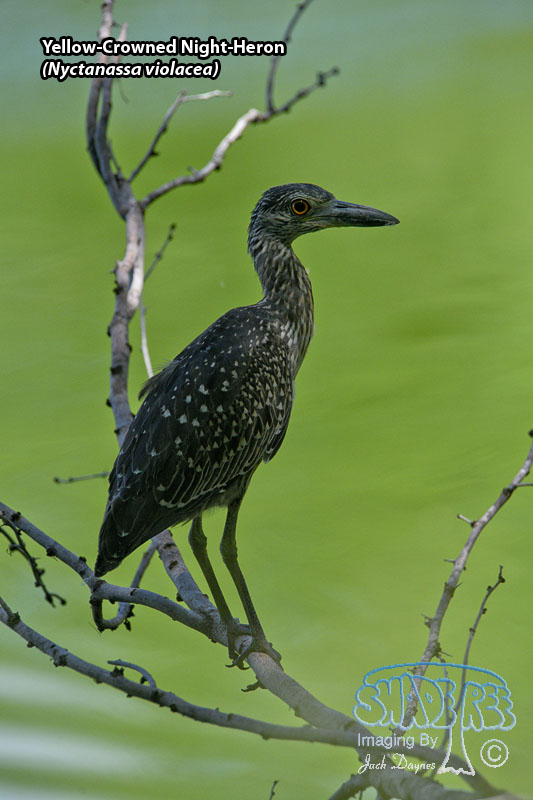 Yellow-Crowned Night-Heron - Nyctanassa violacea