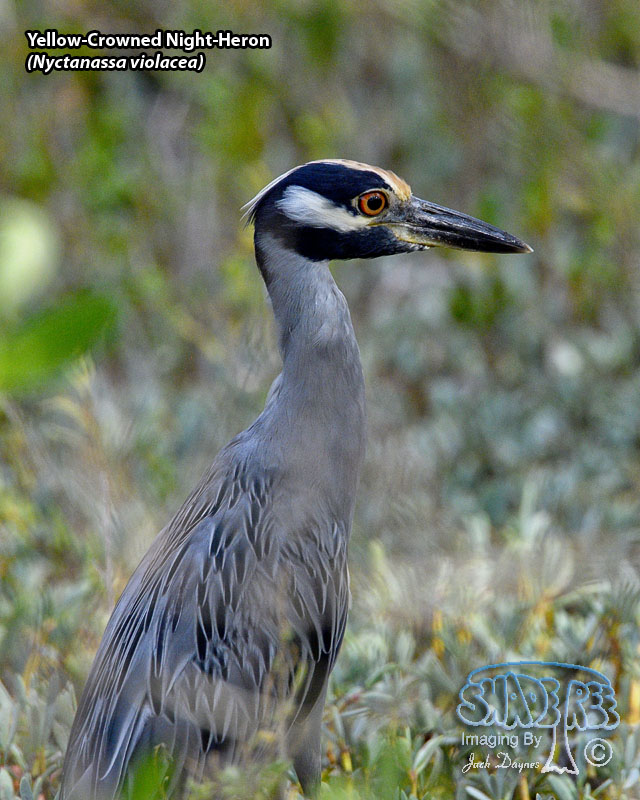Yellow-Crowned Night-Heron - Nyctanassa violacea