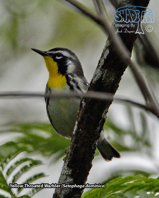 Yellow-Throated Warbler - Setophaga dominica