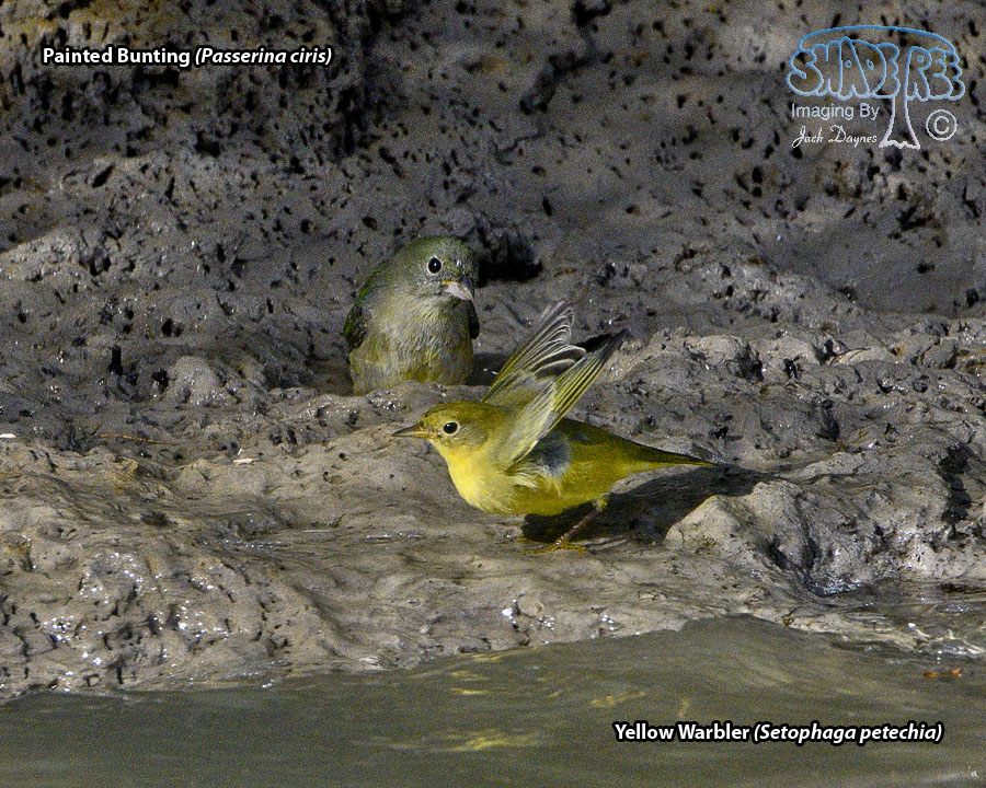 Yellow Warbler - Setophaga petechia