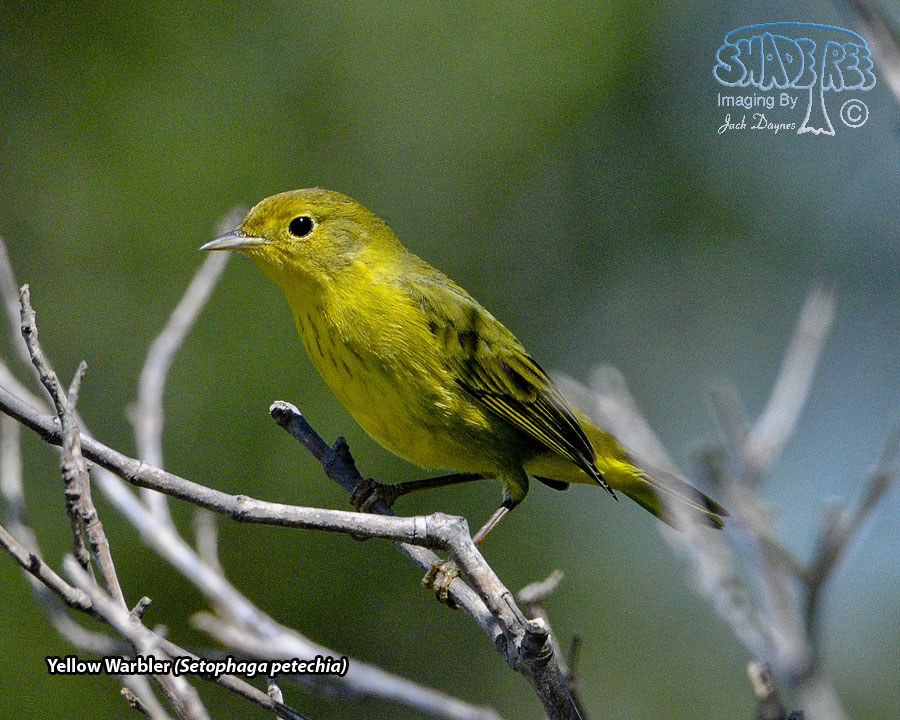 Yellow Warbler - Setophaga petechia