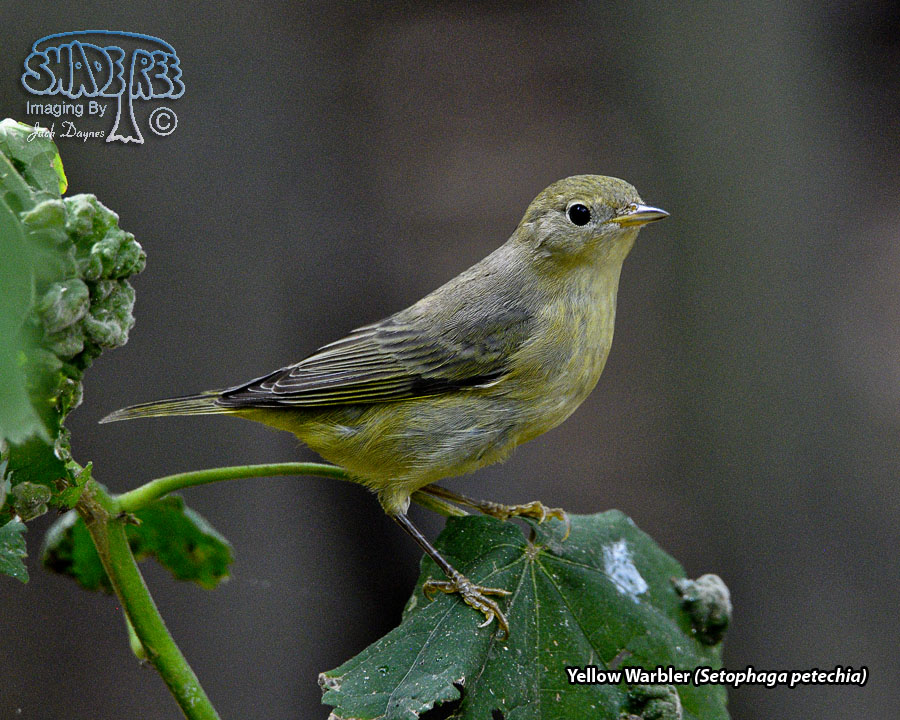 Yellow Warbler - Setophaga petechia