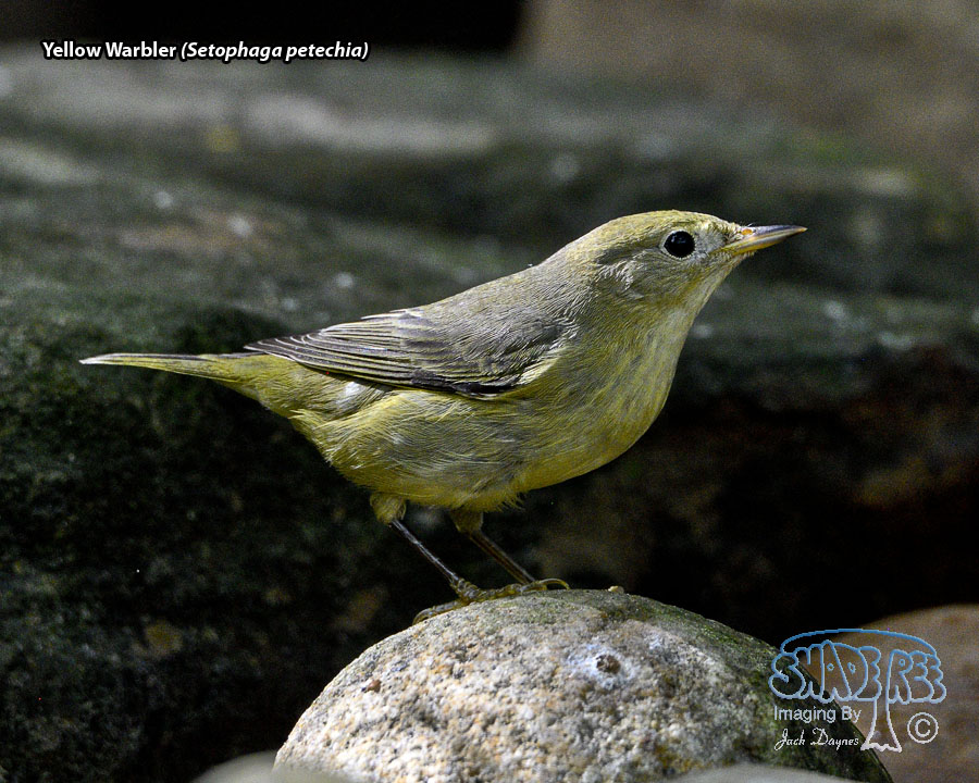 Yellow Warbler - Setophaga petechia
