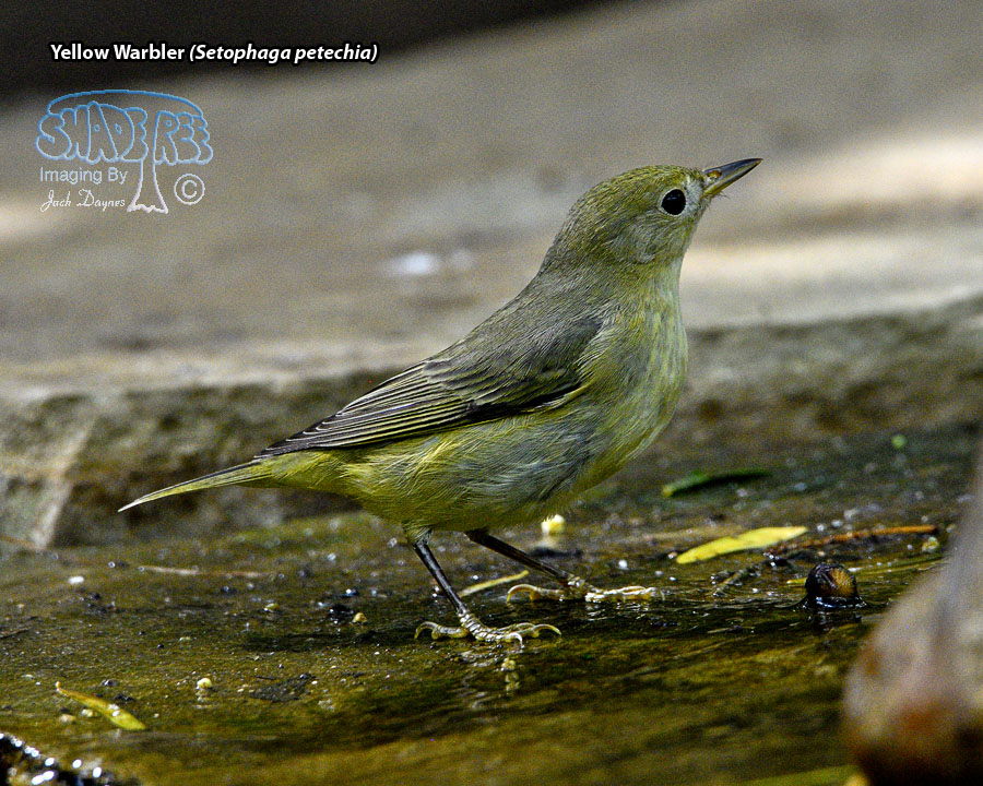 Yellow Warbler - Setophaga petechia