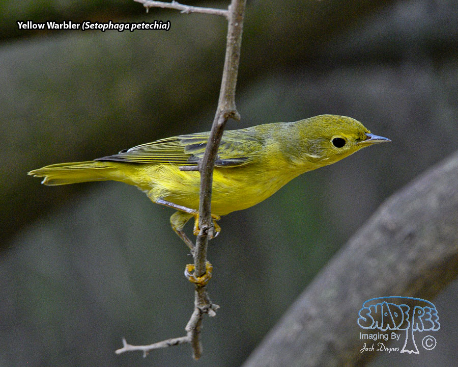 Yellow Warbler - Setophaga petechia