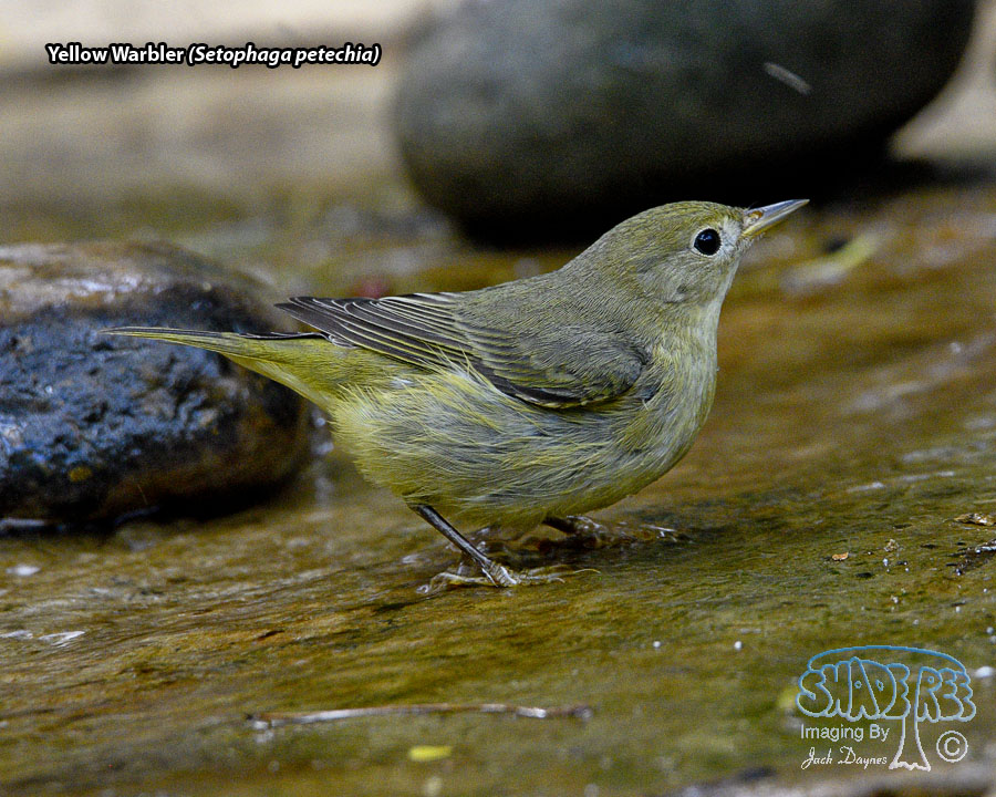 Yellow Warbler - Setophaga petechia