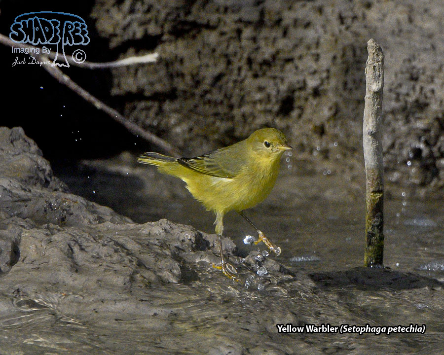 Yellow Warbler - Setophaga petechia