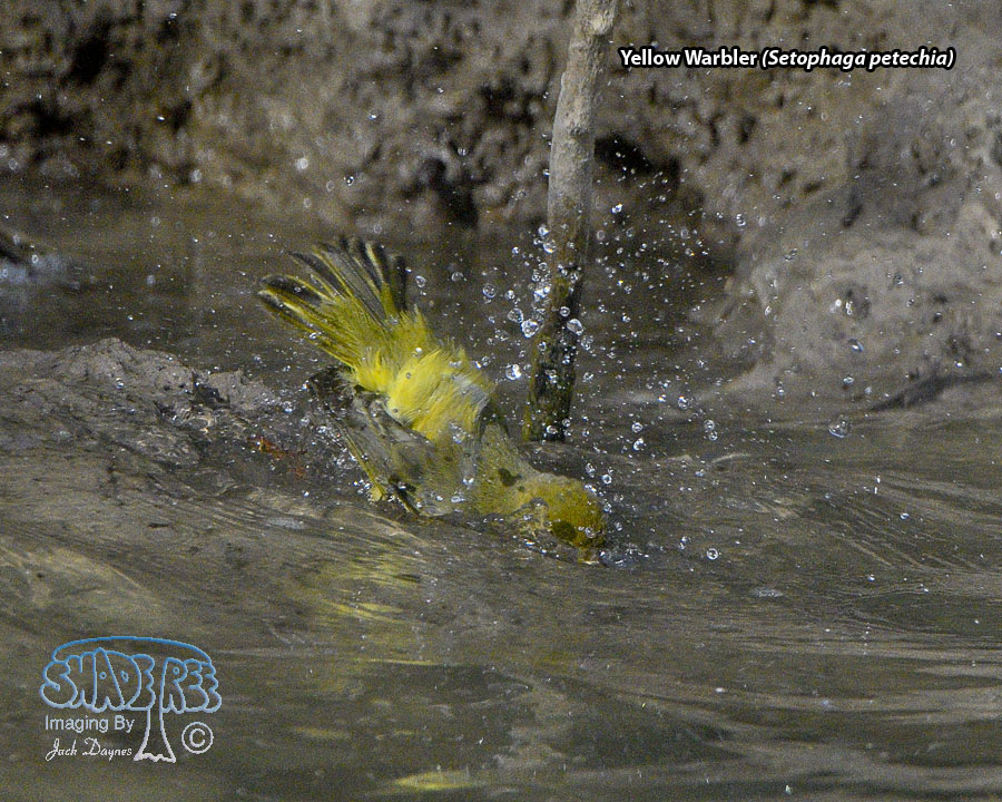 Yellow Warbler - Setophaga petechia