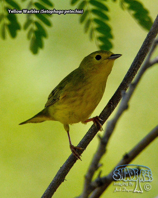 Yellow Warbler - Setophaga petechia