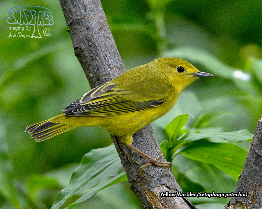 Yellow Warbler - Setophaga petechia