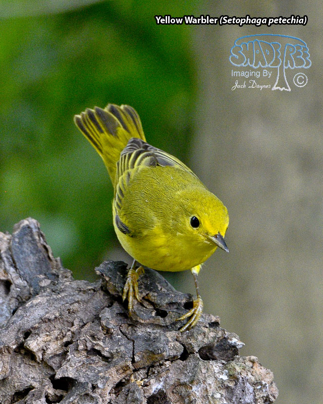 Yellow Warbler - Setophaga petechia