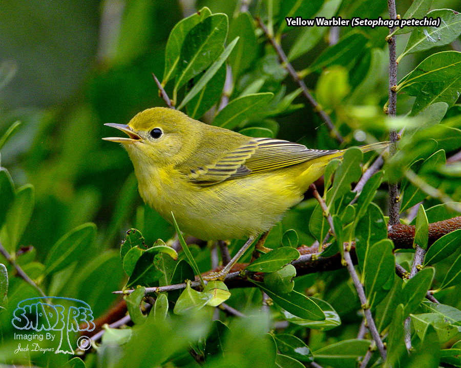 Yellow Warbler - Setophaga petechia