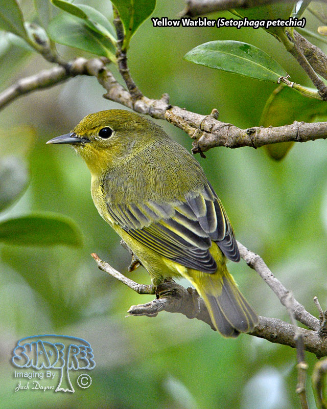 Yellow Warbler - Setophaga petechia
