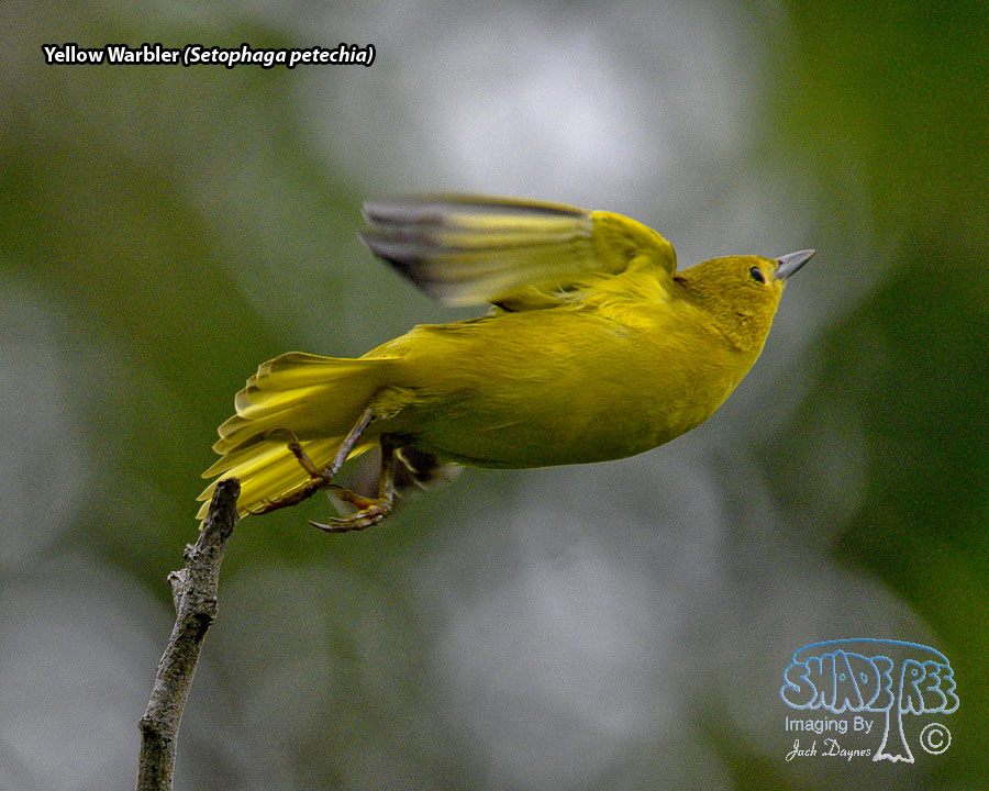 Yellow Warbler - Setophaga petechia
