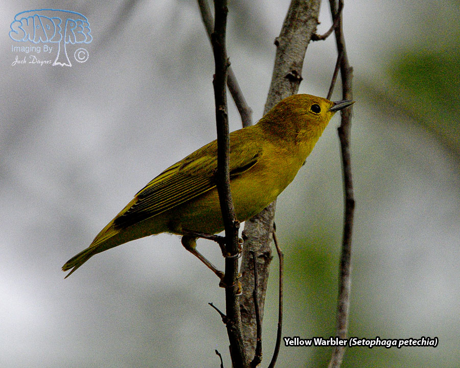 Yellow Warbler - Setophaga petechia