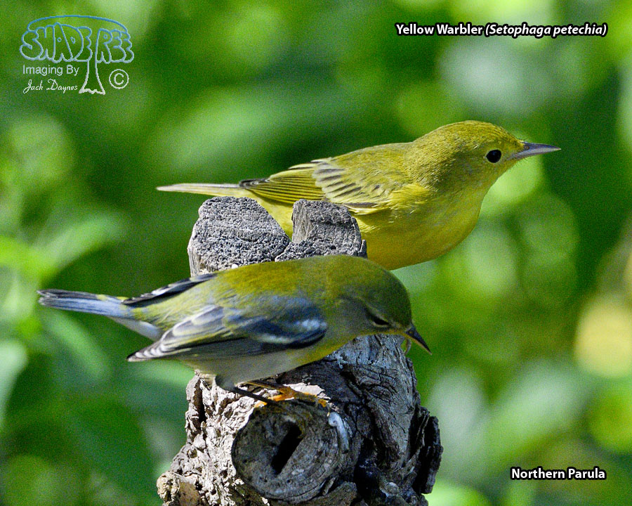 Yellow Warbler - Setophaga petechia