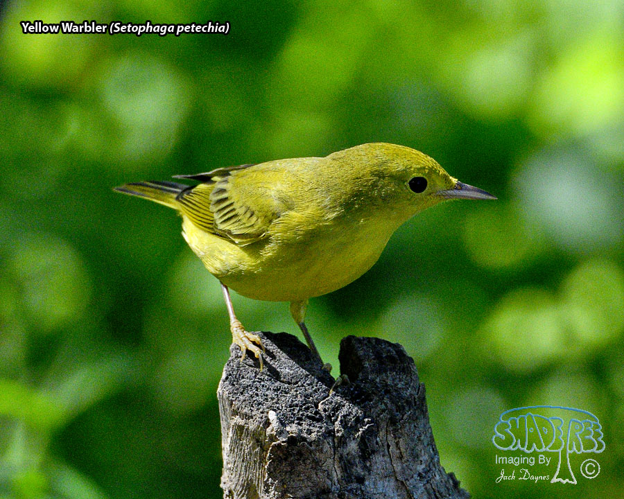 Yellow Warbler - Setophaga petechia