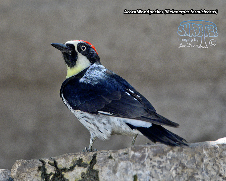 Acorn Woodpecker - Melanerpes formicivorus