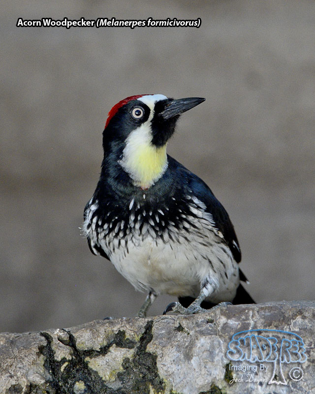 Acorn Woodpecker - Melanerpes formicivorus