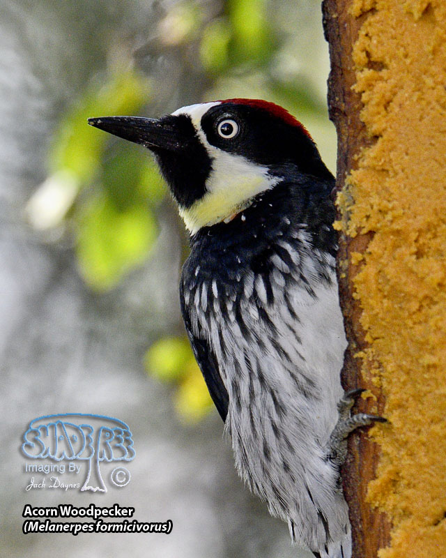 Acorn Woodpecker - Melanerpes formicivorus