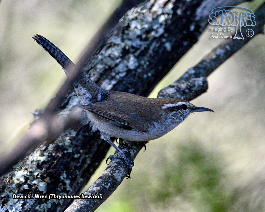 Bewick's Wren - Thryomanes bewickii