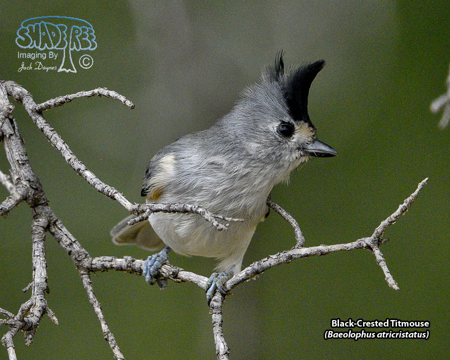 Black-Crested Titmouse - Baeolophus atricristatus