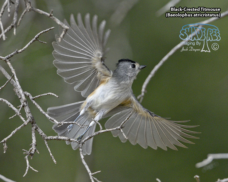 Black-Crested Titmouse - Baeolophus atricristatus