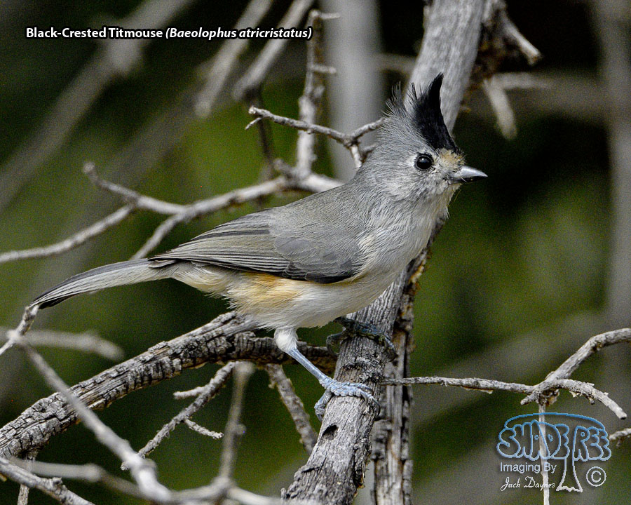 Black-Crested Titmouse - Baeolophus atricristatus