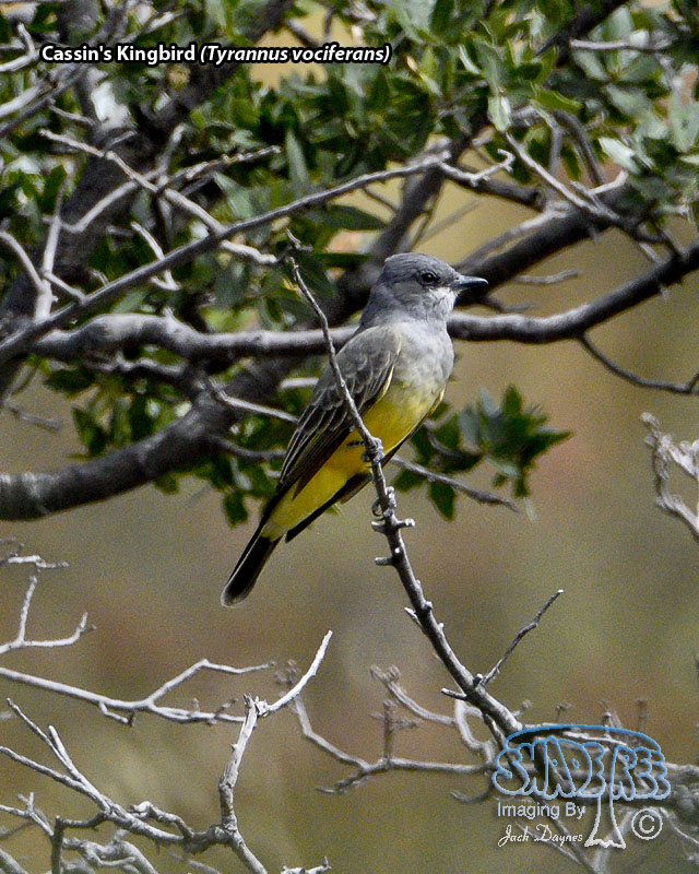 Cassin's Kingbird - Tyrannus vociferans