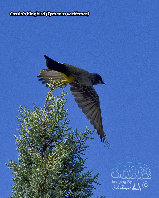 Cassin's Kingbird - Tyrannus vociferans