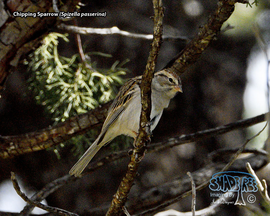 Chipping Sparrow - Spizella passerina